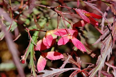 Acer palmatum 'Dissectum Atropurpureum' - javor dlanitolistý - plody